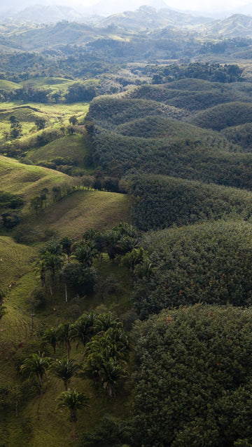 From Cattle to Cacao