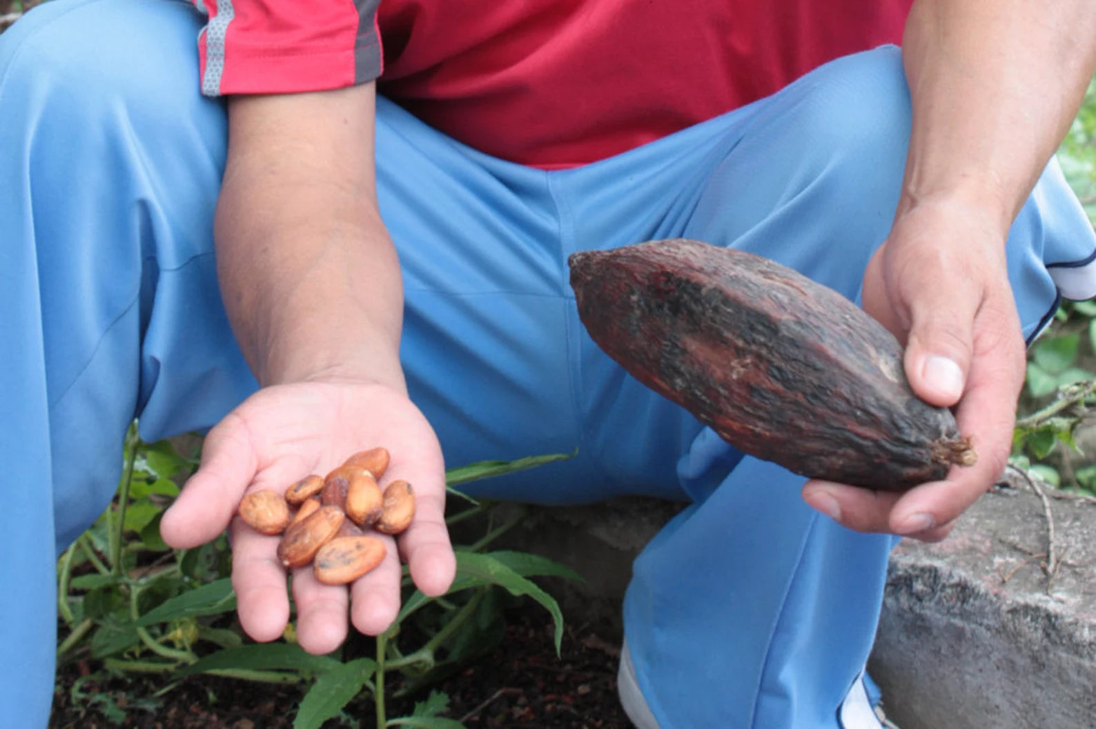 12 Mayan Chocolate Rolls | Share & Save Pack